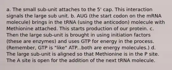 a. The small sub-unit attaches to the 5' cap. This interaction signals the large sub unit. b. AUG (the start codon on the mRNA molecule) brings in the tRNA (using the anticodon) molecule with Methionine attached. This starts production of our protein. c. Then the large sub-unit is brought in using initiation factors (these are enzymes) and uses GTP for energy in the process. (Remember, GTP is "like" ATP...both are energy molecules.) d. The large sub-unit is aligned so that Methionine is in the P site. The A site is open for the addition of the next tRNA molecule.