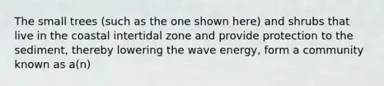 The small trees (such as the one shown here) and shrubs that live in the coastal intertidal zone and provide protection to the sediment, thereby lowering the wave energy, form a community known as a(n)