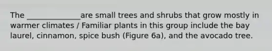 The ______________are small trees and shrubs that grow mostly in warmer climates / Familiar plants in this group include the bay laurel, cinnamon, spice bush (Figure 6a), and the avocado tree.