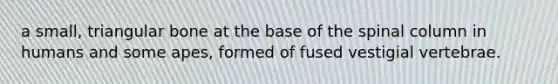 a small, triangular bone at the base of the spinal column in humans and some apes, formed of fused vestigial vertebrae.