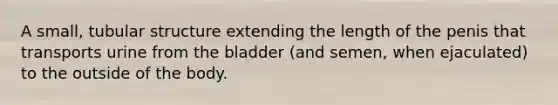 A small, tubular structure extending the length of the penis that transports urine from the bladder (and semen, when ejaculated) to the outside of the body.