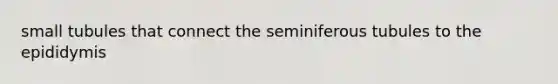 small tubules that connect the seminiferous tubules to the epididymis