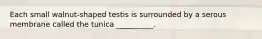 Each small walnut-shaped testis is surrounded by a serous membrane called the tunica __________.