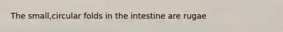 The small,circular folds in the intestine are rugae