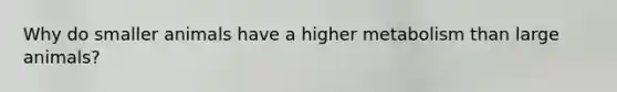 Why do smaller animals have a higher metabolism than large animals?