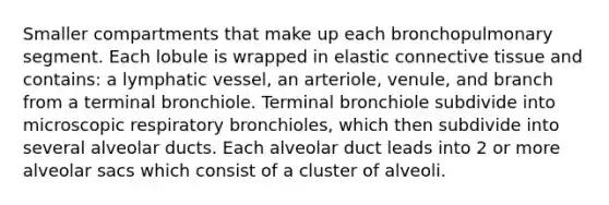 Smaller compartments that make up each bronchopulmonary segment. Each lobule is wrapped in elastic connective tissue and contains: a lymphatic vessel, an arteriole, venule, and branch from a terminal bronchiole. Terminal bronchiole subdivide into microscopic respiratory bronchioles, which then subdivide into several alveolar ducts. Each alveolar duct leads into 2 or more alveolar sacs which consist of a cluster of alveoli.