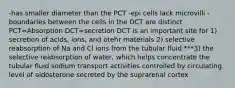 -has smaller diameter than the PCT -epi cells lack microvilli -boundaries between the cells in the DCT are distinct PCT=Absorption DCT=secretion DCT is an important site for 1) secretion of acids, ions, and otehr materials 2) selective reabsorption of Na and Cl ions from the tubular fluid ***3) the selective reabsorption of water, which helps concentrate the tubular fluid sodium transport activities controlled by circulating level of aldosterone secreted by the suprarenal cortex