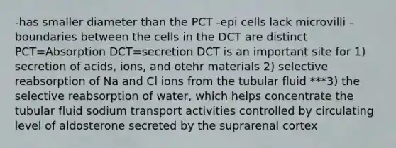 -has smaller diameter than the PCT -epi cells lack microvilli -boundaries between the cells in the DCT are distinct PCT=Absorption DCT=secretion DCT is an important site for 1) secretion of acids, ions, and otehr materials 2) selective reabsorption of Na and Cl ions from the tubular fluid ***3) the selective reabsorption of water, which helps concentrate the tubular fluid sodium transport activities controlled by circulating level of aldosterone secreted by the suprarenal cortex