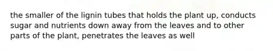 the smaller of the lignin tubes that holds the plant up, conducts sugar and nutrients down away from the leaves and to other parts of the plant, penetrates the leaves as well