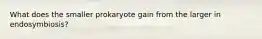 What does the smaller prokaryote gain from the larger in endosymbiosis?