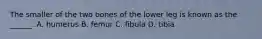 The smaller of the two bones of the lower leg is known as the ______. A. humerus B. femur C. fibula D. tibia