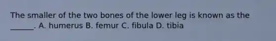 The smaller of the two bones of the lower leg is known as the ______. A. humerus B. femur C. fibula D. tibia