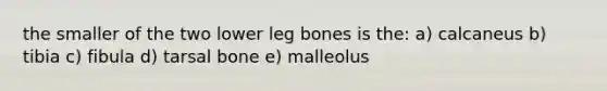 the smaller of the two lower leg bones is the: a) calcaneus b) tibia c) fibula d) tarsal bone e) malleolus