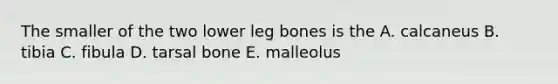 The smaller of the two lower leg bones is the A. calcaneus B. tibia C. fibula D. tarsal bone E. malleolus