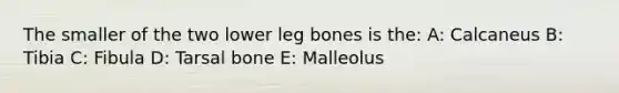 The smaller of the two lower leg bones is the: A: Calcaneus B: Tibia C: Fibula D: Tarsal bone E: Malleolus