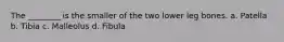 The ________ is the smaller of the two lower leg bones. a. Patella b. Tibia c. Malleolus d. Fibula