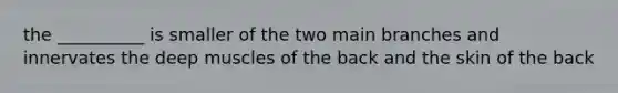 the __________ is smaller of the two main branches and innervates the deep muscles of the back and the skin of the back