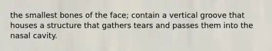 the smallest bones of the face; contain a vertical groove that houses a structure that gathers tears and passes them into the nasal cavity.