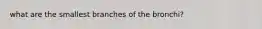 what are the smallest branches of the bronchi?