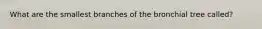 What are the smallest branches of the bronchial tree called?
