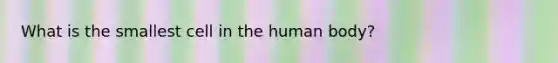 What is the smallest cell in the human body?