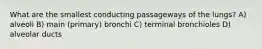 What are the smallest conducting passageways of the lungs? A) alveoli B) main (primary) bronchi C) terminal bronchioles D) alveolar ducts