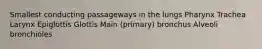 Smallest conducting passageways in the lungs Pharynx Trachea Larynx Epiglottis Glottis Main (primary) bronchus Alveoli bronchioles
