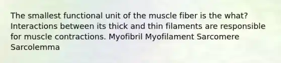 The smallest functional unit of the muscle fiber is the what? Interactions between its thick and thin filaments are responsible for muscle contractions. Myofibril Myofilament Sarcomere Sarcolemma