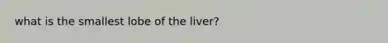 what is the smallest lobe of the liver?