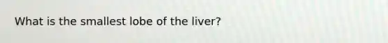 What is the smallest lobe of the liver?