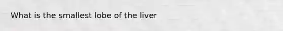 What is the smallest lobe of the liver