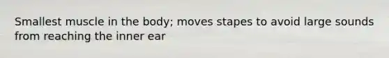 Smallest muscle in the body; moves stapes to avoid large sounds from reaching the inner ear