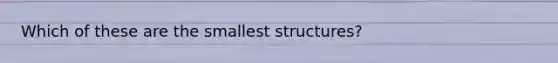 Which of these are the smallest structures?