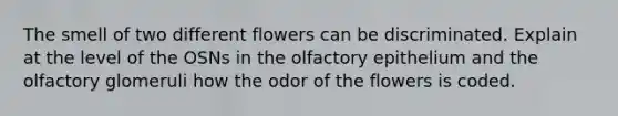 The smell of two different flowers can be discriminated. Explain at the level of the OSNs in the olfactory epithelium and the olfactory glomeruli how the odor of the flowers is coded.