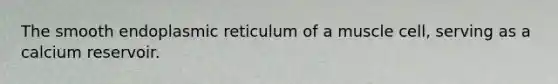 The smooth endoplasmic reticulum of a muscle cell, serving as a calcium reservoir.