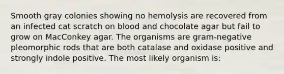 Smooth gray colonies showing no hemolysis are recovered from an infected cat scratch on blood and chocolate agar but fail to grow on MacConkey agar. The organisms are gram-negative pleomorphic rods that are both catalase and oxidase positive and strongly indole positive. The most likely organism is: