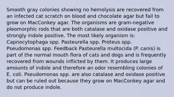 Smooth gray colonies showing no hemolysis are recovered from an infected cat scratch on blood and chocolate agar but fail to grow on MacConkey agar. The organisms are gram-negative pleomorphic rods that are both catalase and oxidase positive and strongly indole positive. The most likely organism is: Capnocytophaga spp. Pasteurella spp. Proteus spp. Pseudomonas spp. Feedback Pasteurella multocida (P. canis) is part of the normal mouth flora of cats and dogs and is frequently recovered from wounds inflicted by them. It produces large amounts of indole and therefore an odor resembling colonies of E. coli. Pseudomonas spp. are also catalase and oxidase positive but can be ruled out because they grow on MacConkey agar and do not produce indole.