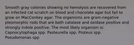 Smooth gray colonies showing no hemolysis are recovered from an infected cat scratch on blood and chocolate agar but fail to grow on MacConkey agar. The organisms are gram-negative pleomorphic rods that are both catalase and oxidase positive and strongly indole positive. The most likely organism is: Capnocytophaga spp. Pasteurella spp. Proteus spp. Pseudomonas spp