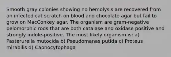 Smooth gray colonies showing no hemolysis are recovered from an infected cat scratch on blood and chocolate agar but fail to grow on MacConkey agar. The organism are gram-negative pelomorphic rods that are both catalase and oxidase positive and strongly indole-positive. The most likely organism is: a) Pasterurella mutocida b) Pseudomanas putida c) Proteus mirabilis d) Capnocytophaga