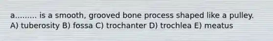 a......... is a smooth, grooved bone process shaped like a pulley. A) tuberosity B) fossa C) trochanter D) trochlea E) meatus