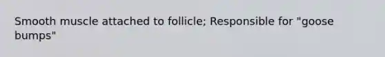 Smooth muscle attached to follicle; Responsible for "goose bumps"