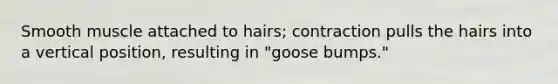 Smooth muscle attached to hairs; contraction pulls the hairs into a vertical position, resulting in "goose bumps."