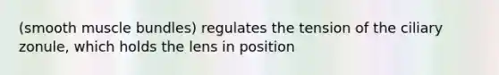 (smooth muscle bundles) regulates the tension of the ciliary zonule, which holds the lens in position