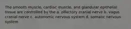 The smooth muscle, cardiac muscle, and glandular epithelial tissue are controlled by the a. olfactory cranial nerve b. vagus cranial nerve c. autonomic nervous system d. somatic nervous system