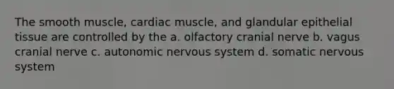 The smooth muscle, cardiac muscle, and glandular epithelial tissue are controlled by the a. olfactory cranial nerve b. vagus cranial nerve c. autonomic nervous system d. somatic nervous system