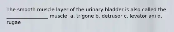 The smooth muscle layer of the urinary bladder is also called the _________________ muscle. a. trigone b. detrusor c. levator ani d. rugae