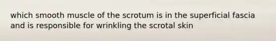 which smooth muscle of the scrotum is in the superficial fascia and is responsible for wrinkling the scrotal skin