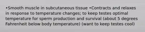 •Smooth muscle in subcutaneous tissue •Contracts and relaxes in response to temperature changes; to keep testes optimal temperature for sperm production and survival (about 5 degrees Fahrenheit below body temperature) (want to keep testes cool)