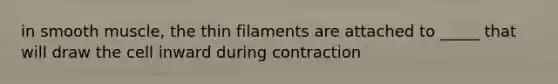 in smooth muscle, the thin filaments are attached to _____ that will draw the cell inward during contraction