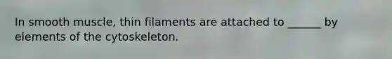 In smooth muscle, thin filaments are attached to ______ by elements of the cytoskeleton.